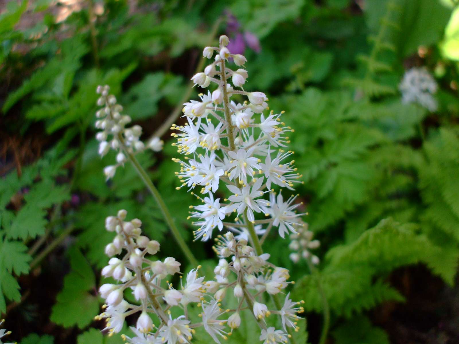 Tiarella cordifolia